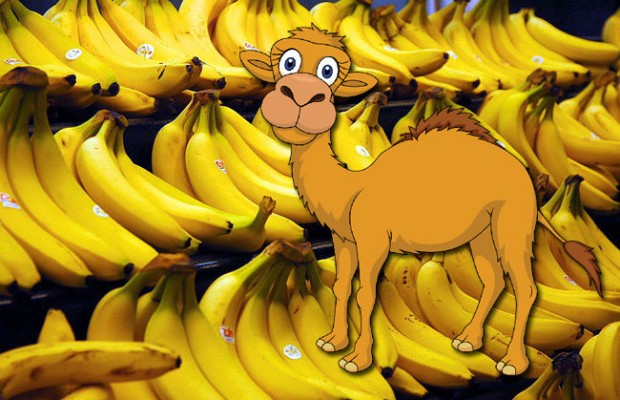 bananas-camel